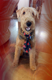 Airedale terrier wearing tie